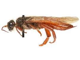   Sirex mexicanus  male lateral habitus; photo by H. Goulet, CNC 

